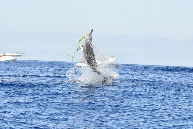 Shared Dolphin Encounter in Mauritius - Introduction