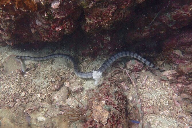 Shared Experience PADI Open Water Diver Course Gold - Final Thoughts: Is This Tour for You?