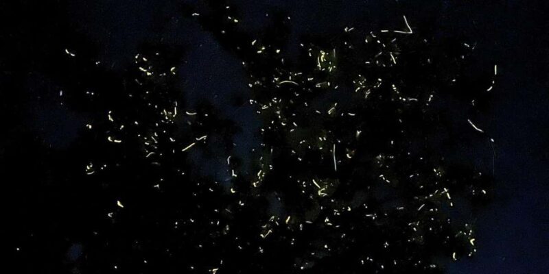 Shared Firefly Watching Cruise on Bohols Scenic Loboc River - Final Thoughts
