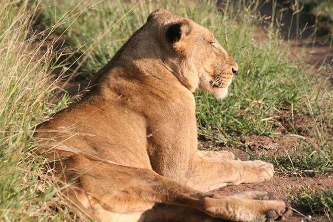 Shared Full Day Guided Safari Tour Visit to Kruger National Park - Lunch and the Midpoint of Your Day