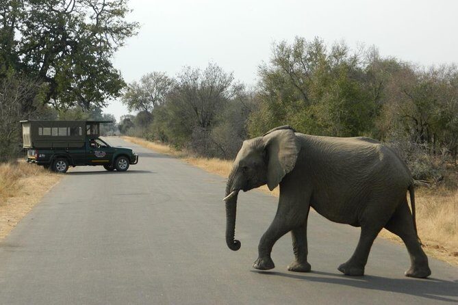 Shared Full Day Guided Safari Tour Visit to Kruger National Park - Returning to Hazyview