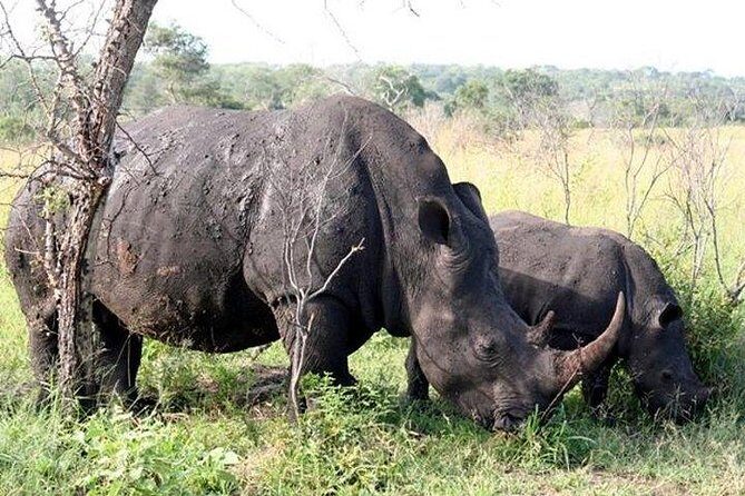 Shared Full Day Guided Safari Tour Visit to Kruger National Park - The Social and Educational Side