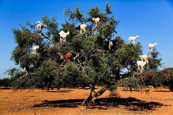 Shared group day trip from Marrakech to Essaouira mogador - Final Thoughts: Is This Tour Right for You?