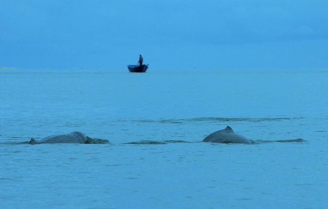Shared Mangrove & Irrawaddy Dolphin Watching Cruise - Discovering Kuching’s Wildlife: What the Tour Offers