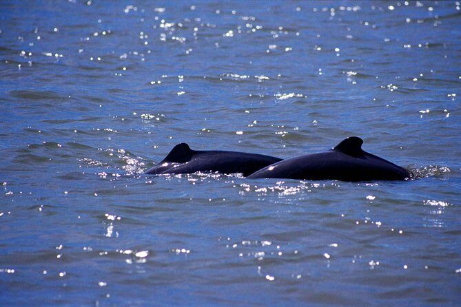 Shared Mangrove & Irrawaddy Dolphin Watching Cruise - The Experience from a Traveler’s Perspective