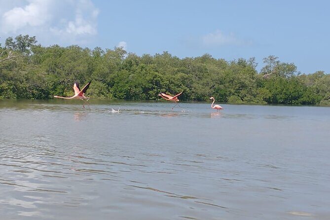 Shared mangroves kayak tour in Holbox - Discovering the Mangrove Ecosystem