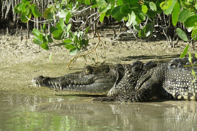 Shared mangroves kayak tour in Holbox - Who Will Love This Tour?