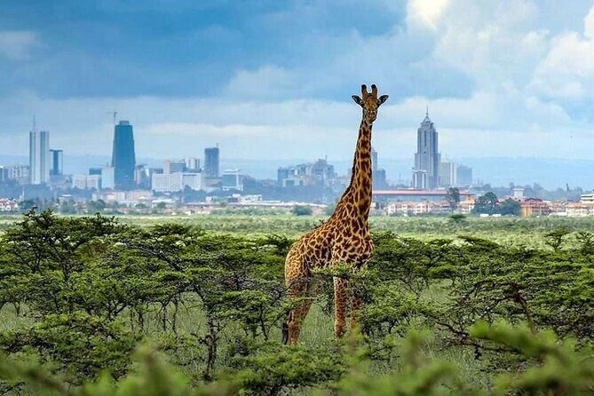 Shared Nairobi National Park Safari Tour - In-Depth Look at the Itinerary