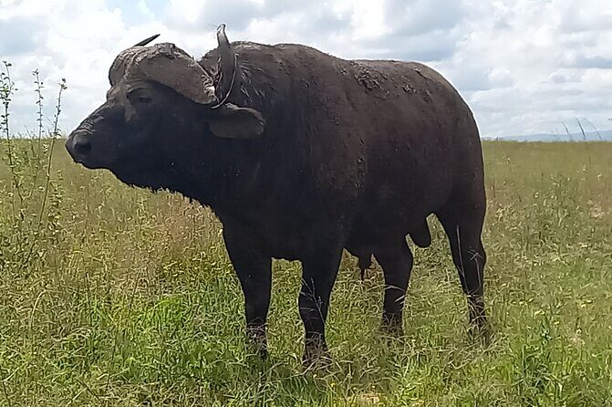 Shared Nairobi National Park Safari Tour - Who Will Enjoy This Tour?