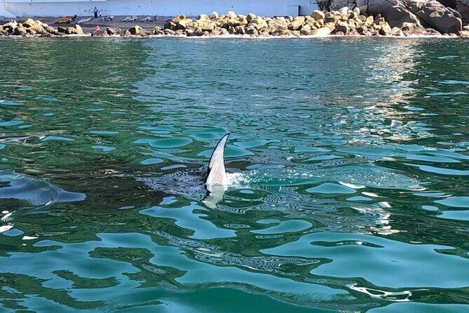Shared Sailing Adventure Explore Puerto Vallarta by Sea - A Scenic Start at Marina Los Peines