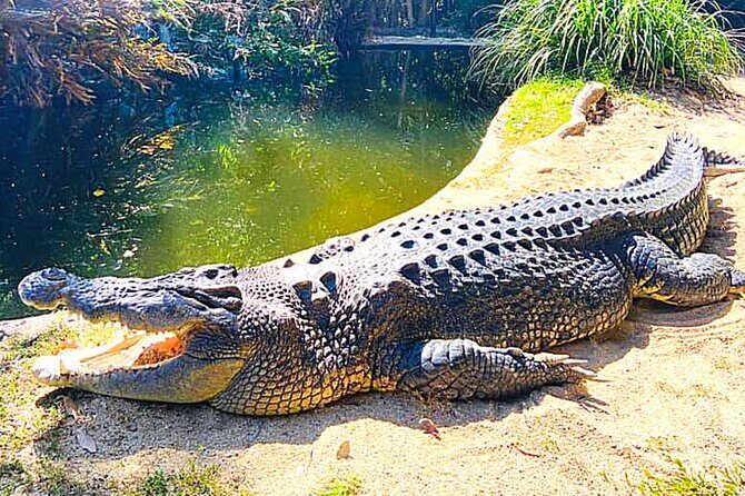 Shared Shuttle Return Transfers (ex Port Douglas) Transfers Only - Introduction: A Closer Look at the Hartleys Crocodile Adventures Tour
