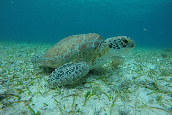 Shared Sky Snorkeling in Cozumel - Frequently Asked Questions