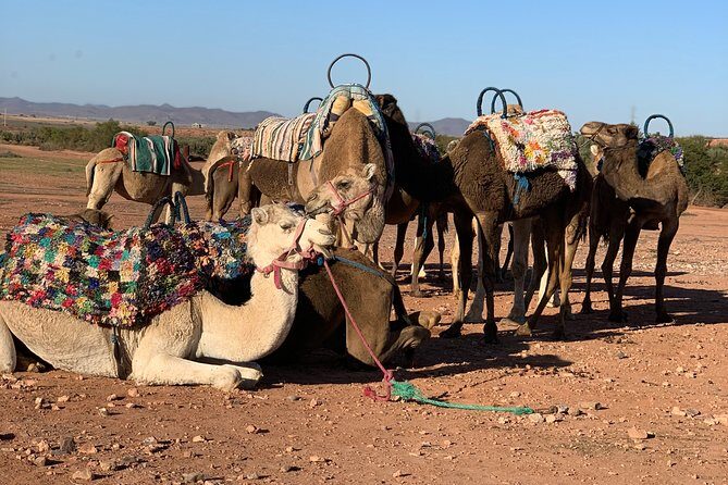 Shared Small group Day Trip to Agafay Desert & Camel Ride - Authenticity and Experience from Past Travelers