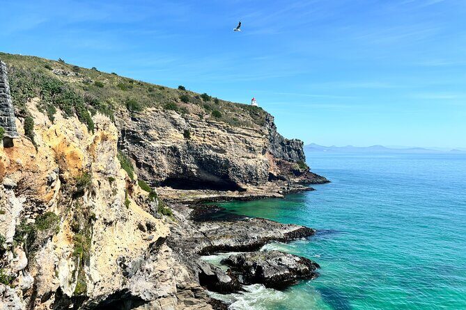 Shared Small Group Dunedin City and Peninsula Scenery Day Tour - A Practical Guide to the Dunedin and Otago Peninsula Experience