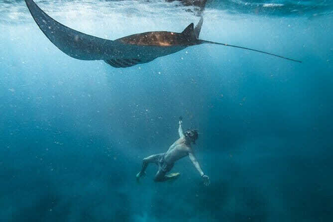 Shared Snorkeling 3-4 spot manta bay in Nusa Penida - Key Points