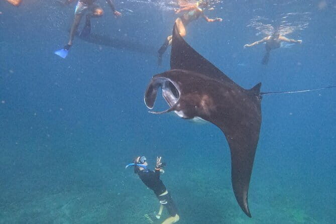 Shared Snorkeling 3-4 spot manta bay in Nusa Penida - The Sum Up