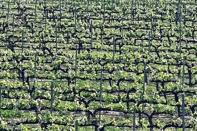 Shared Temecula Wine Tour from Tustin - A Detailed Look at the Temecula Experience