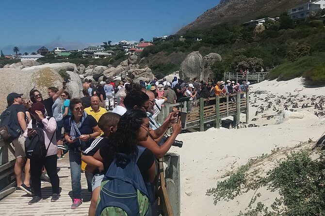 Shared Tour to Cape of Good Hope Penguins Chapman's Peak From Cape Town Full Day - An In-Depth Look at the Cape Town Full-Day Tour