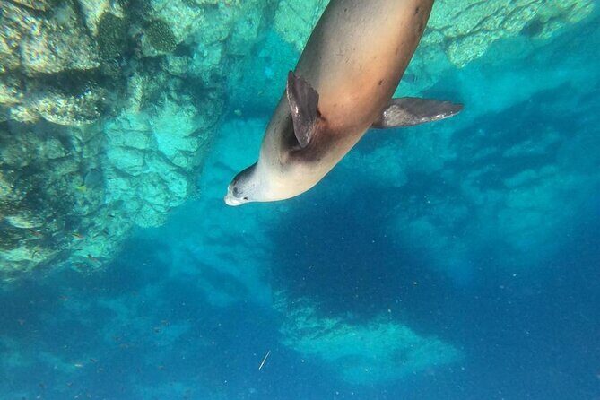 Shared Tour to Isla Espíritu Santo and Snorkeling with Sea Lion - Key Points