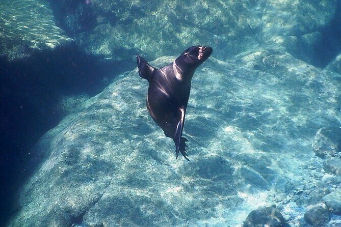 Shared Tour to Isla Espíritu Santo and Snorkeling with Sea Lion - Who Should Consider This Tour?