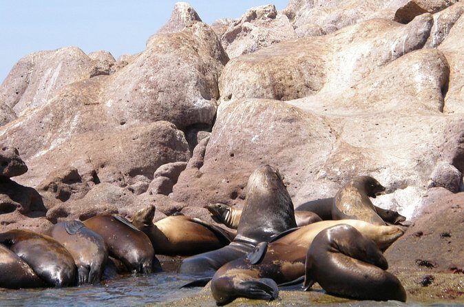 Shared Tour to Isla Espíritu Santo and Snorkeling with Sea Lion - Who Will Appreciate This Tour?