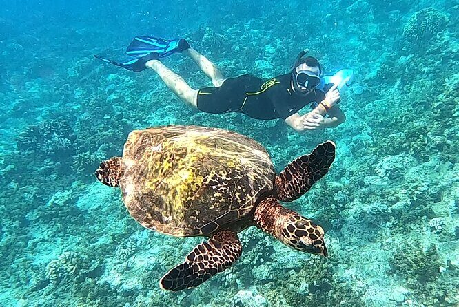 Shared Transfer : Moorea Airport (or) Pier to Hotel - Practical Tips for Booking and Enjoying Your Transfer