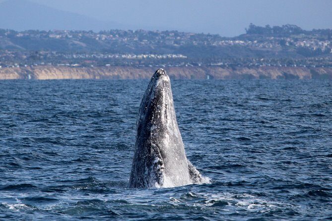 Shared Two-Hour Whale Watching Tour from Oceanside - What Makes This Tour Stand Out?