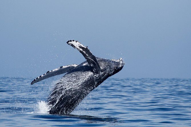 Shared Two-Hour Whale Watching Tour from Oceanside - The Bottom Line