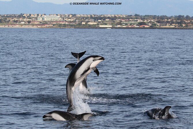 Shared Two-Hour Whale Watching Tour from Oceanside - Who Should Consider This Tour?