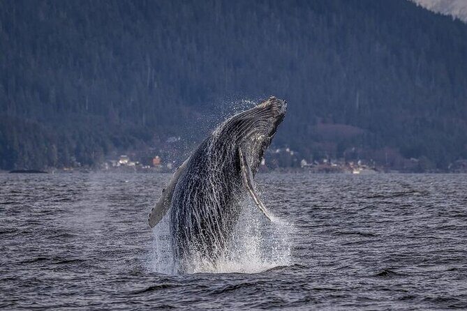 Shared Whale and Wildlife Viewing - Key Points