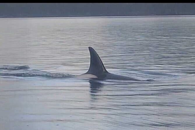 Shared Whale and Wildlife Viewing - What to Expect from the Shared Whale and Wildlife Viewing Tour