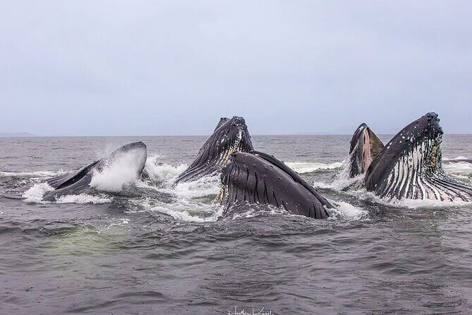 Shared Whale and Wildlife Viewing - Who Is This Tour Best Suited For?