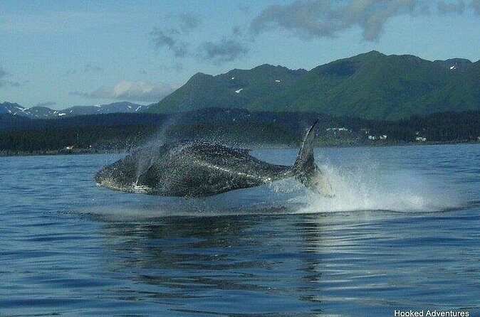 Shared Whale and Wildlife Viewing - FAQs About the Shared Whale and Wildlife Viewing Tour