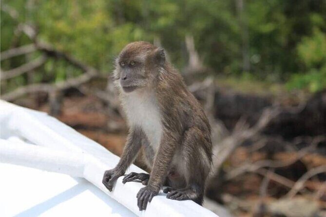 Sharing Half Day Mangrove Boat Tour With Lunch in Langkawi - Practical Details and What They Mean for You