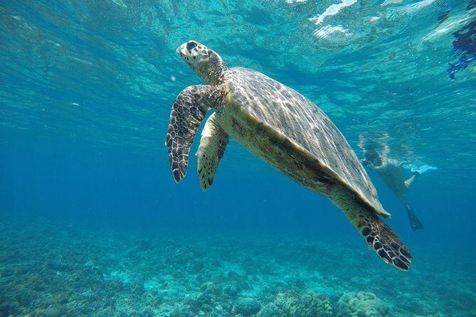 Sharing Snorkeling Trip Gili islands Depart Lombok/Gili Trawangan - Is This Tour Right for You?
