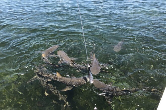 Shark and Wildlife Viewing Adventure in Key West - An In-Depth Look at the Shark and Wildlife Viewing Adventure