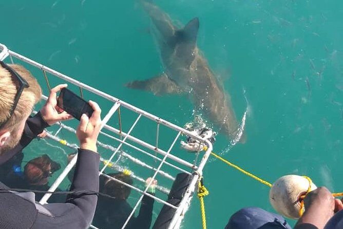 Shark Cage Diving - FAQ