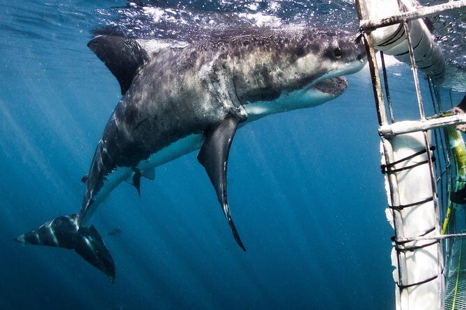 Shark Cage Diving - Adventure Meets Conservation! - Detailed Overview of the Experience