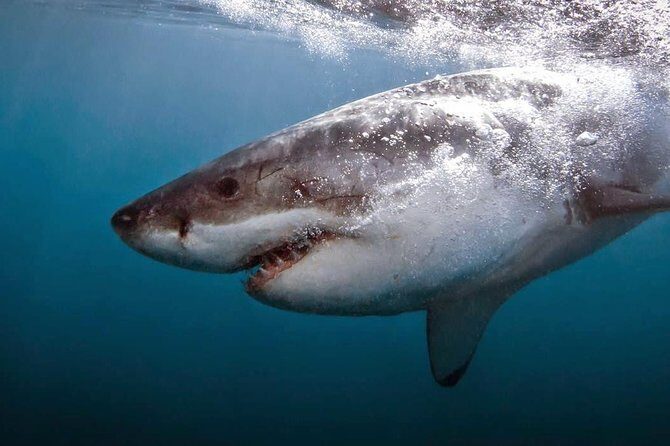 Shark Cage Diving - Adventure Meets Conservation! - The Realities of Shark Sightings