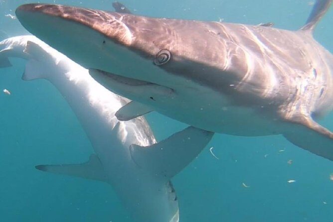 Shark Cage Diving - Adventure Meets Conservation! - Group Size, Duration, and Logistics