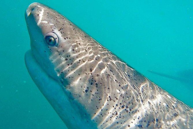 Shark Cage Diving - Adventure Meets Conservation! - Authentic marine encounters and conservation focus