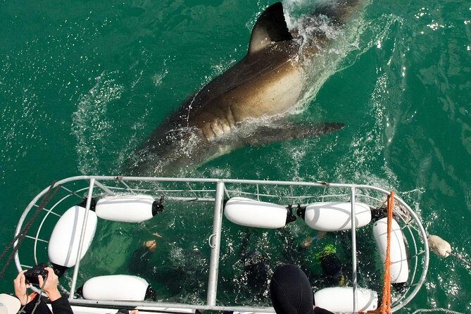 SHARK CAGE DIVING and VIEWING (Incl. transfers from Cape Town) - Key Points