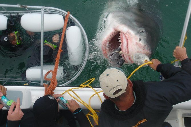 SHARK CAGE DIVING and VIEWING (Incl. transfers from Cape Town) - The Itinerary: From Cape Town to Shark Alley and Back