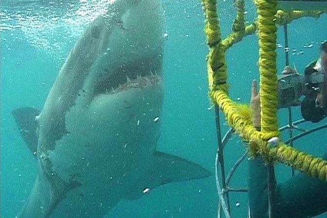 SHARK CAGE DIVING and VIEWING (Self Drive) - A Practical Guide to Shark Cage Diving in Kleinbaai, South Africa
