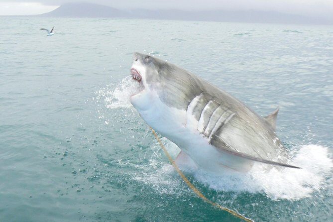 SHARK CAGE DIVING and VIEWING (Self Drive) - What to Expect: A Step-by-Step Overview