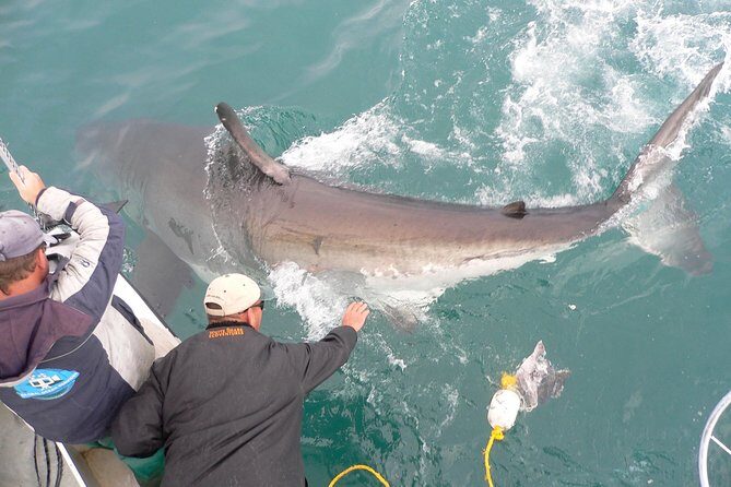 SHARK CAGE DIVING and VIEWING (Self Drive) - The Cost: Value for Money?