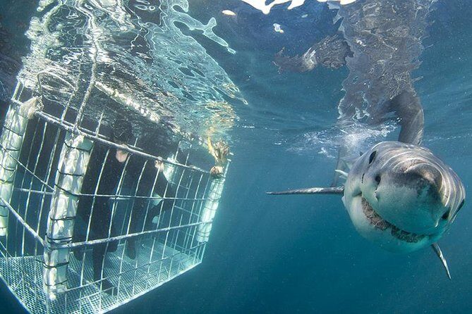 SHARK CAGE DIVING and VIEWING (Self Drive) - FAQs about the Shark Cage Diving Tour