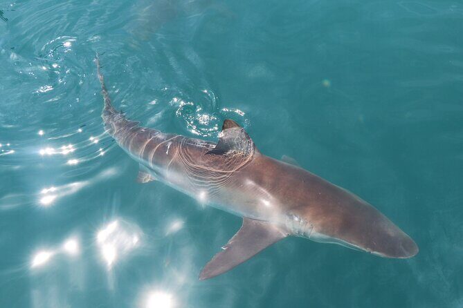 Shark Cage Diving and Viewing with transport from Hermanus - The Actual Cage Experience