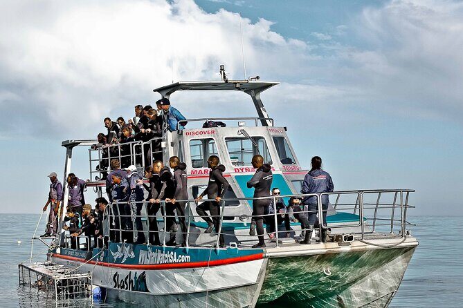 Shark Cage Diving and Viewing with transport from Hermanus - Who Will Enjoy This Tour?