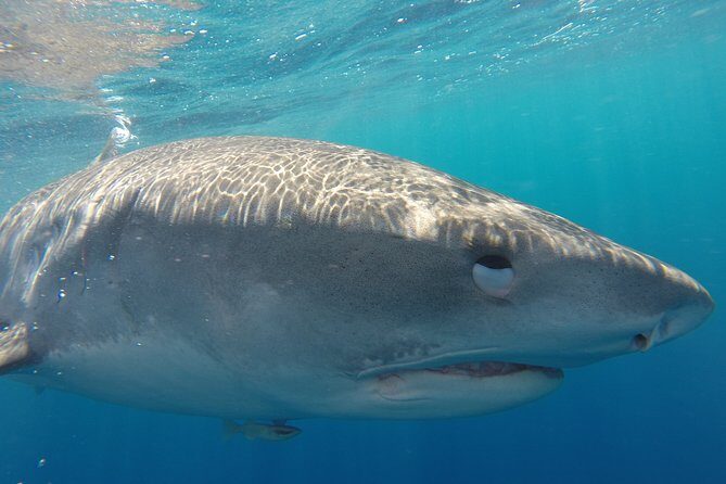 Shark Cage Diving In Oahu - An Overview of the Shark Cage Experience in Oahu